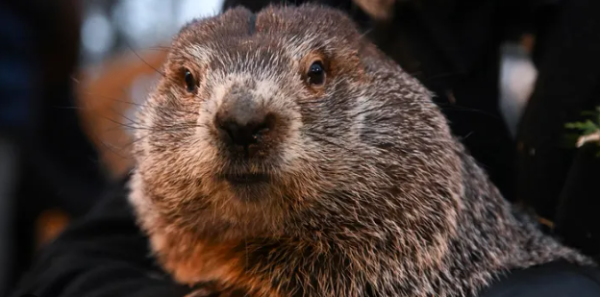 Revealing the Shadow: students share their thoughts on Groundhog Day